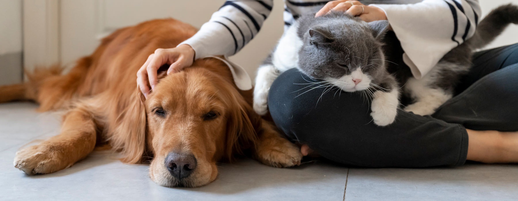 cute pets in an owner's lap